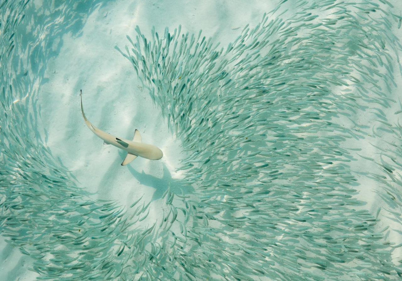 Hotel Sun Siyam Iru Fushi With Free Transfer Iru Fushi Island Esterno foto